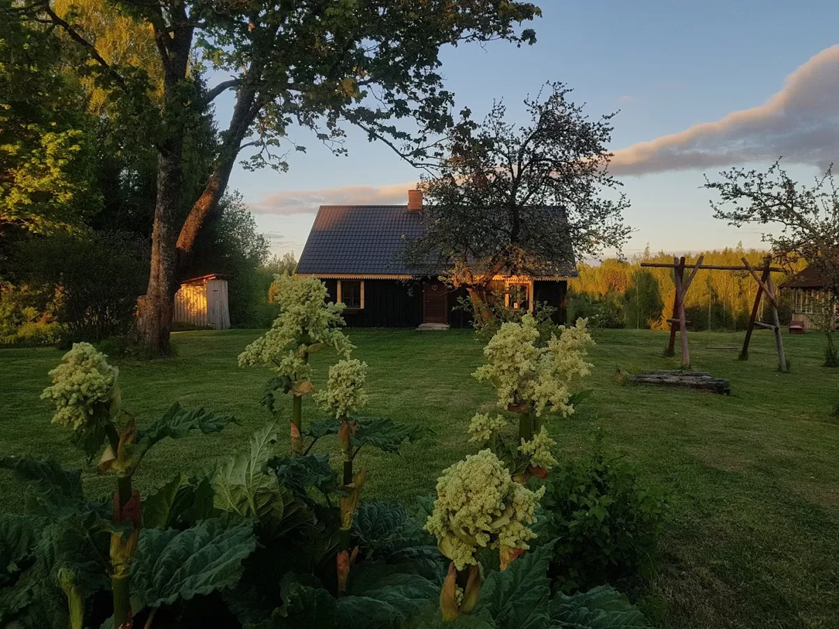 Kārkliņu pagalms vakara saulē